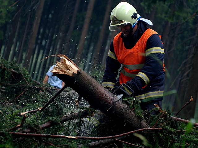 Padly strom pernink nejdek 2010 004