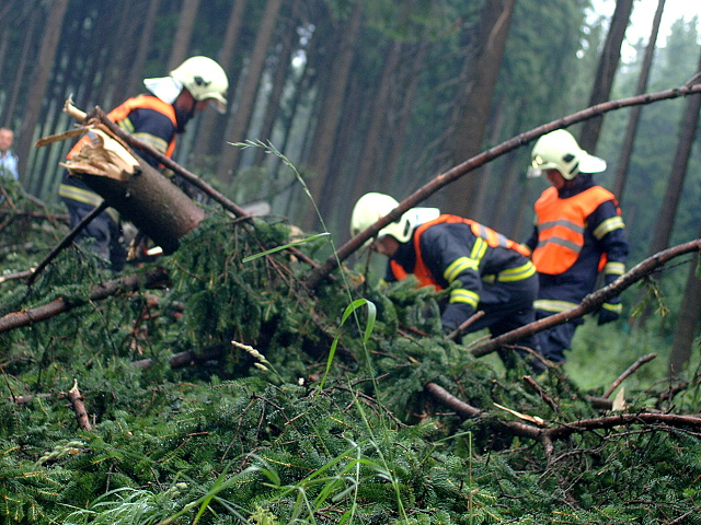 Padly strom pernink nejdek 2010 006