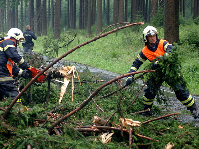 Padly strom pernink nejdek 2010 007